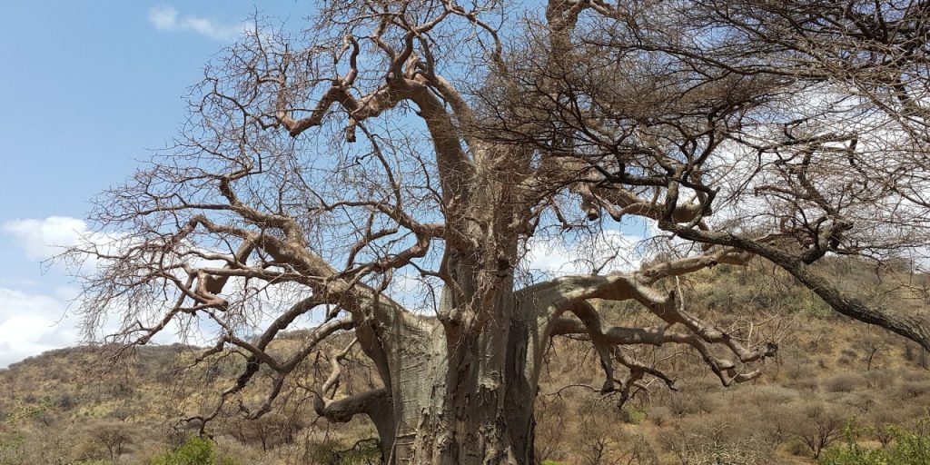 BAOBABS : UN DÉCLIN INÉLUCTABLE ?