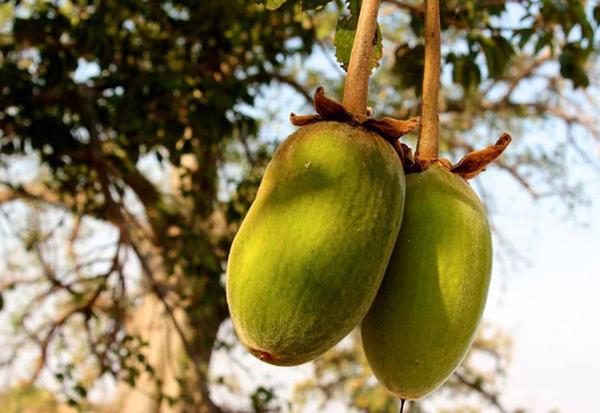 La fruit du baobab Baomix, le super fruit pour la vitalité, et pour l'équilibre du métabolisme